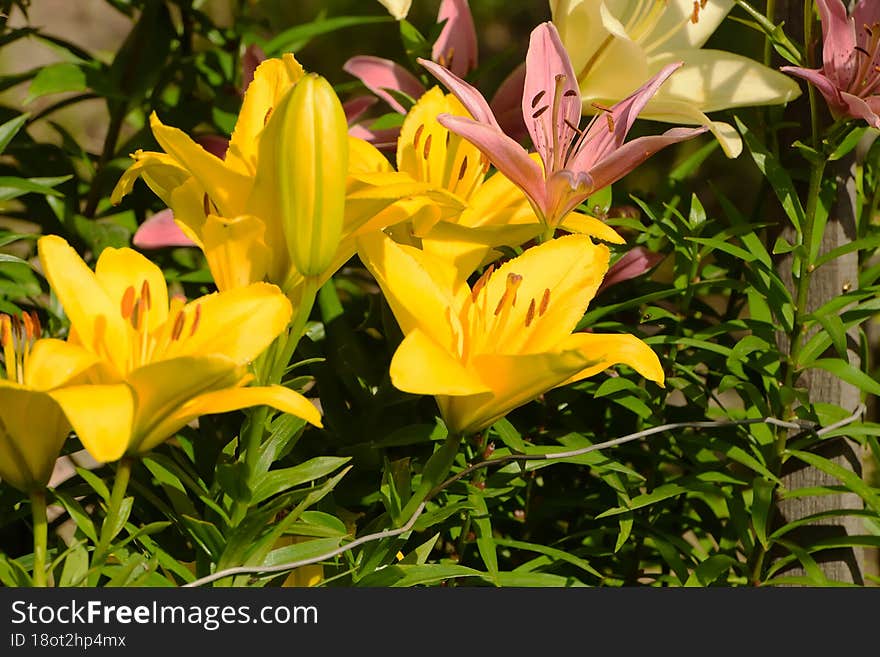 Beautiful Flowers Grow In The Summer