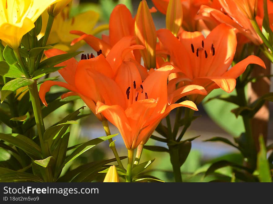 Beautiful Flowers Grow In The Summer