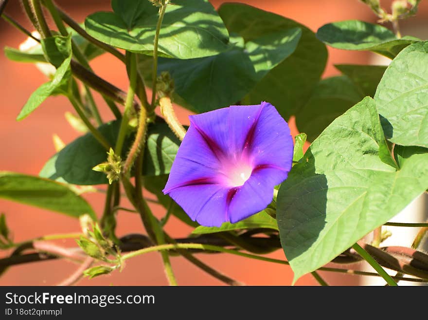 Beautiful Flowers Grow In The Summer