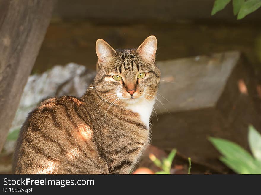 the cat is resting in nature