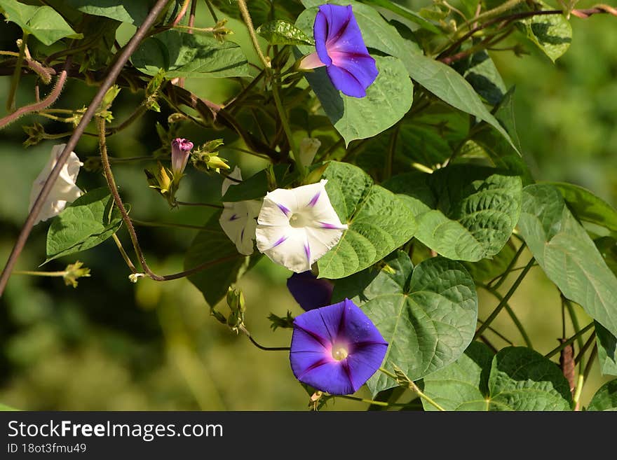 Beautiful Flowers Grow In The Summer