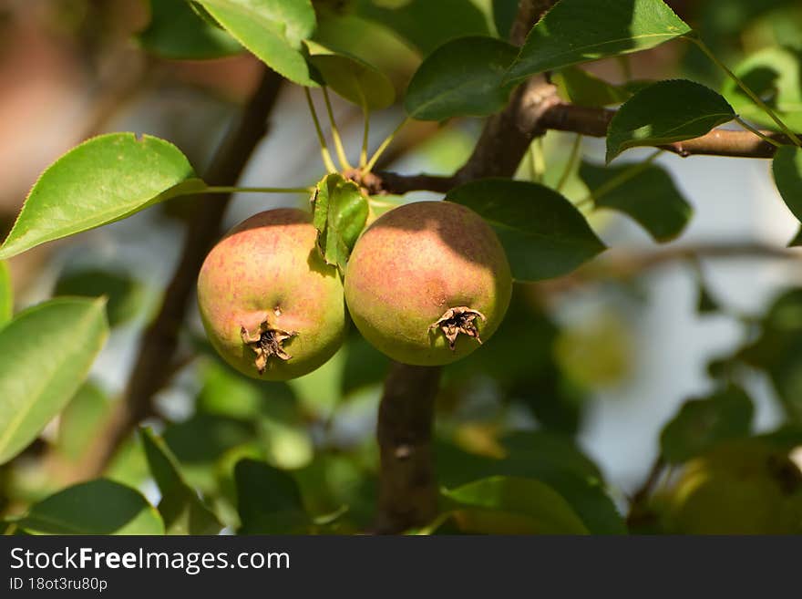 Small Pears Grow In The Garden