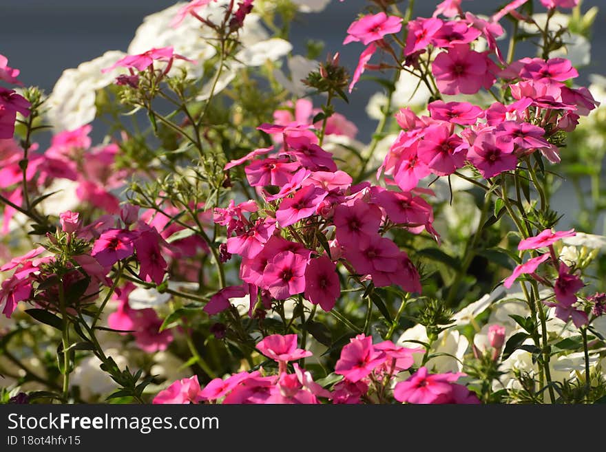 Beautiful Flowers Grow In The Summer