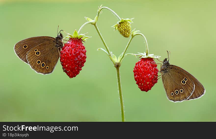 Two butterflies are sitting on a wild strawberry.
