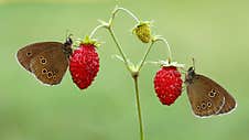 Two Butterflies Are Sitting On A Wild Strawberry Stock Photo