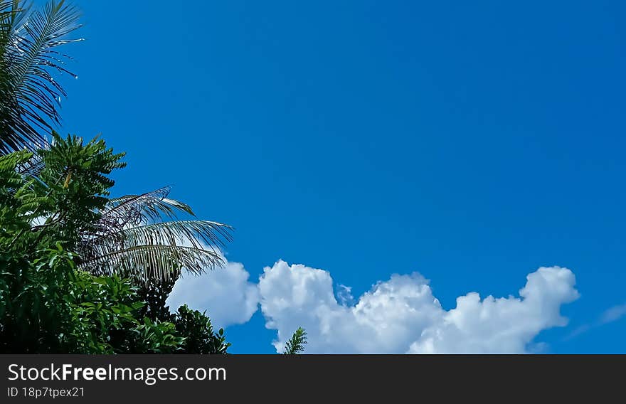 View of blue sky and green plant.