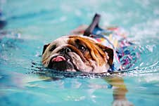 Dog Swimming At The Pool Royalty Free Stock Image