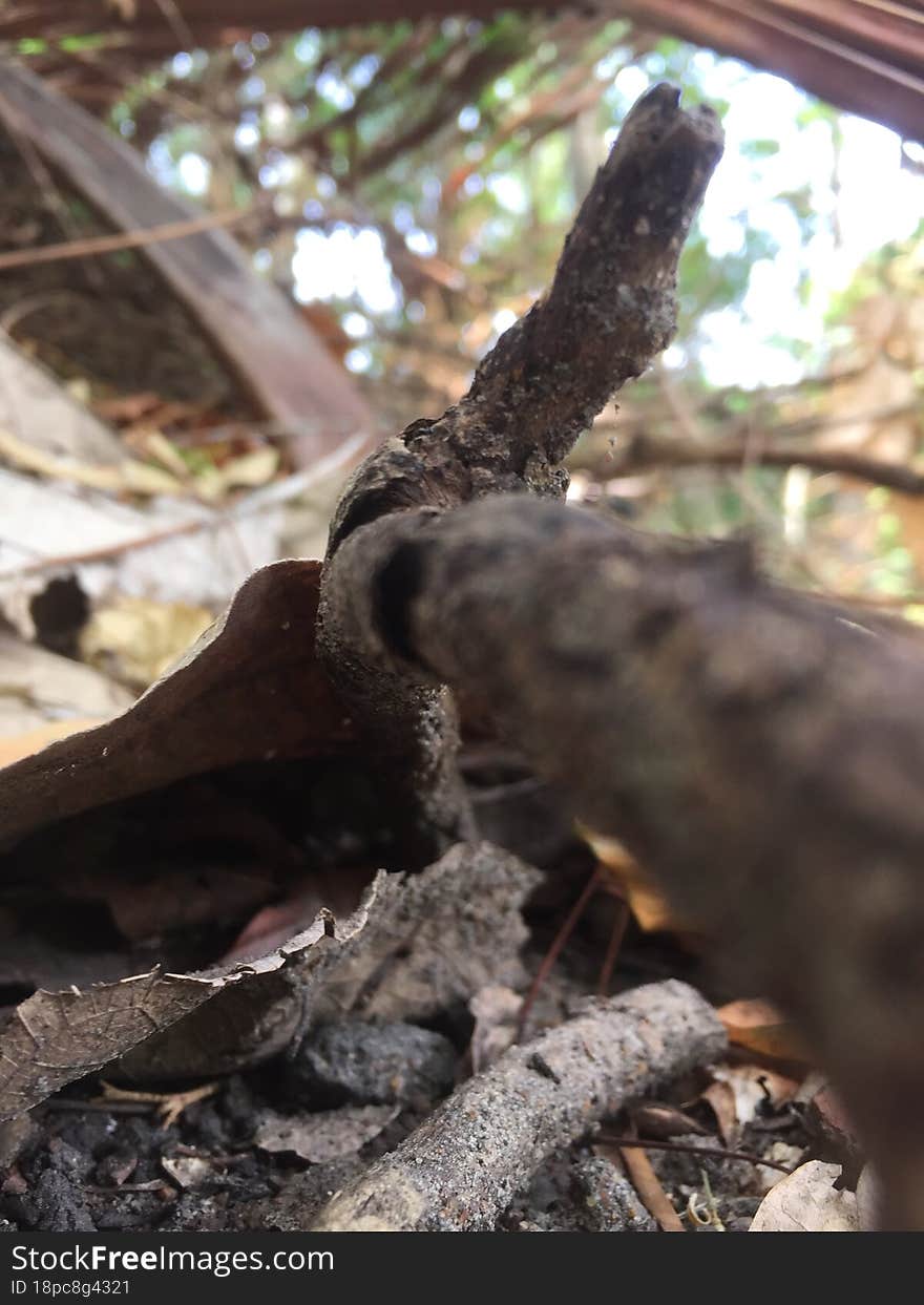 A wallpaper with the theme of decaying leaves and small branches. A photo taken with brown as the main color.