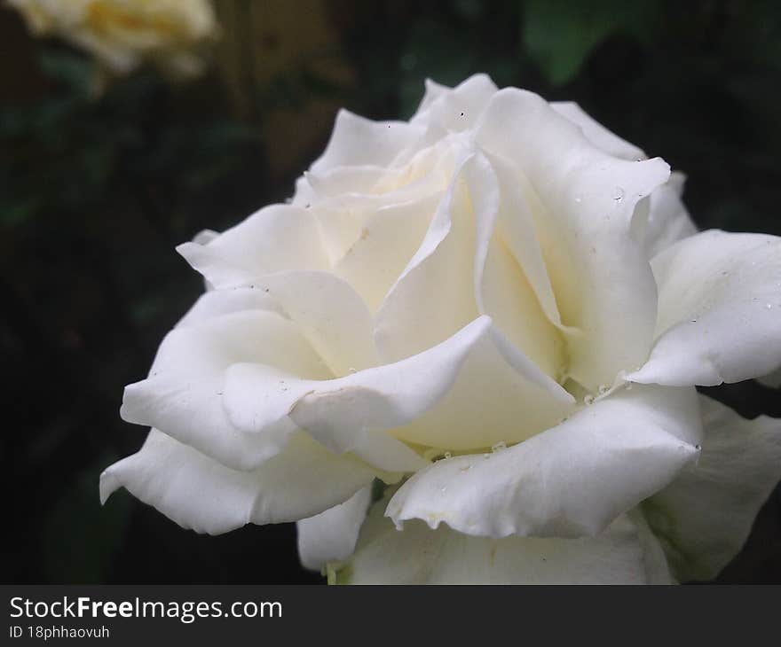 white rose in the garden