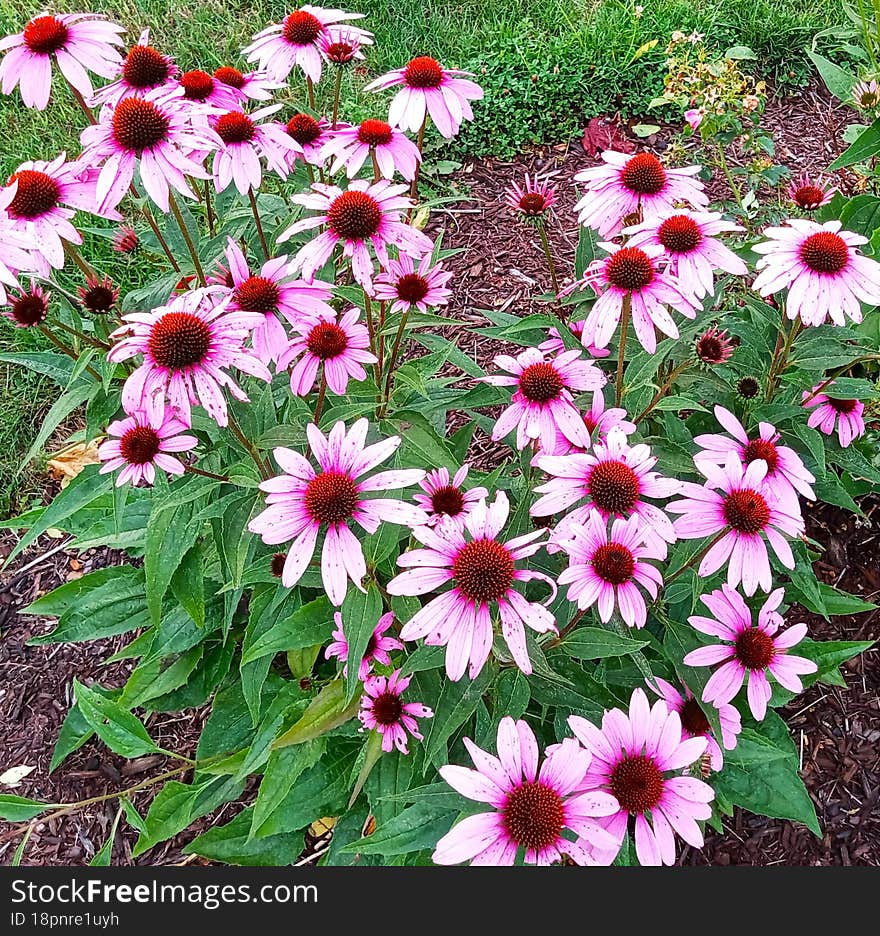 Pink coneflower makes garden delightful