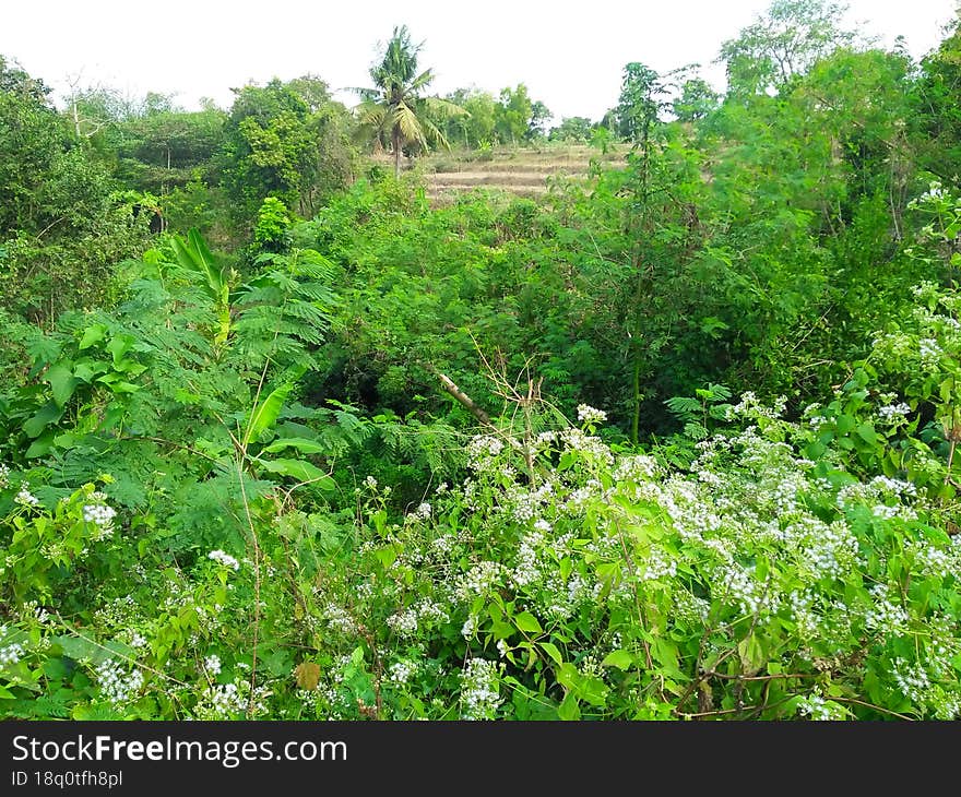 Green view from above the rice fields of Sukaraja I Hamlet, Sukaraja Village, East Praya District