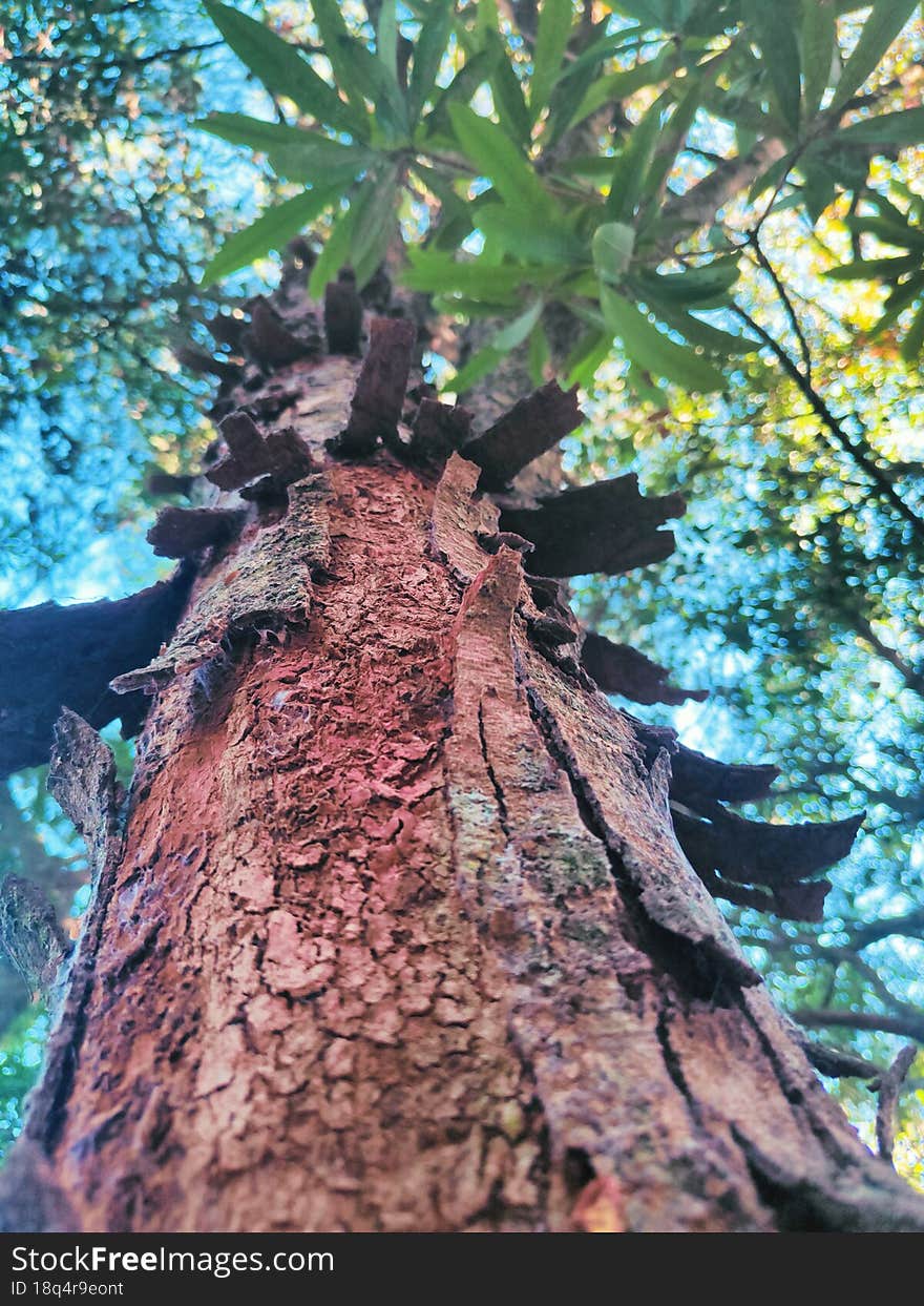 rustic tree in the rainforest of brazil