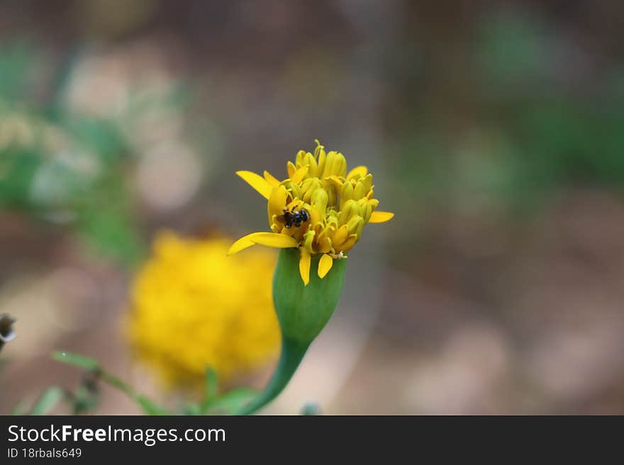 most of beauty flower from yellow flowers