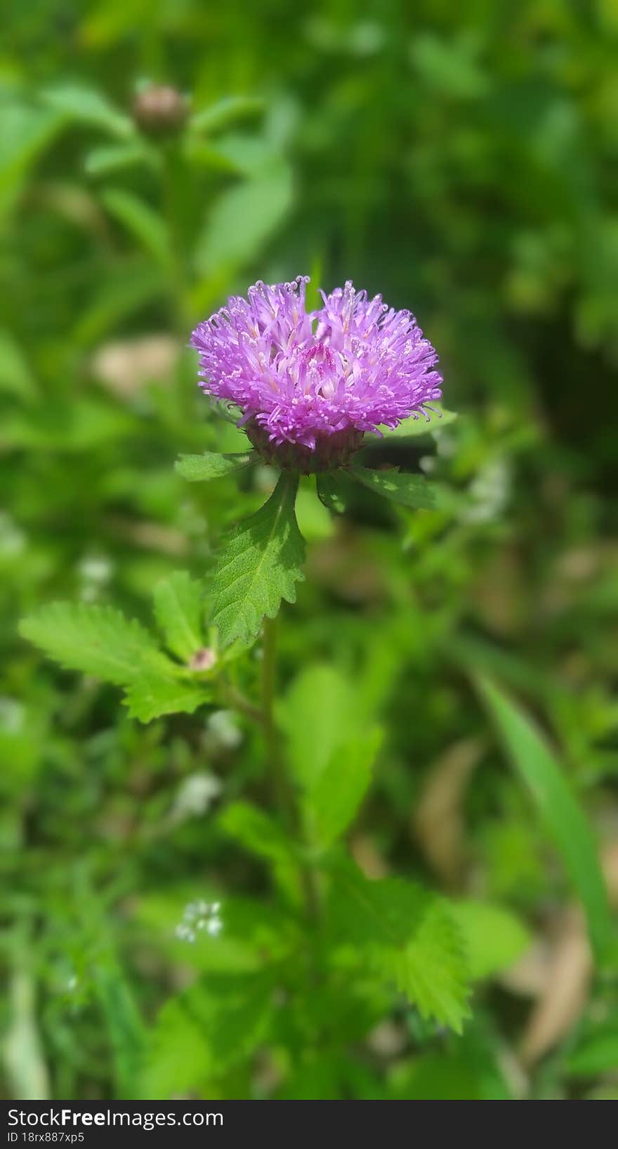 Purple Wild Flower Found On A Forest