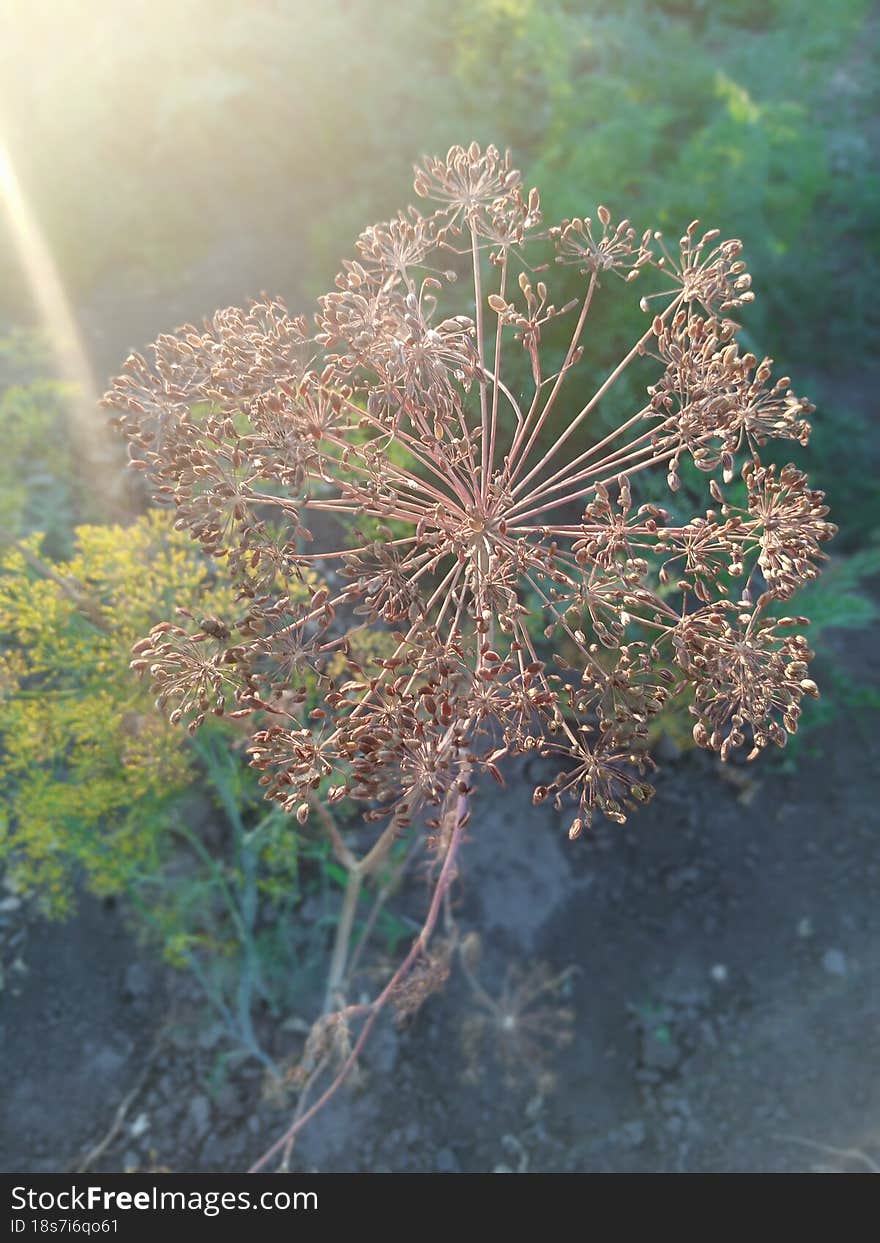 Dill Planted In The Garden