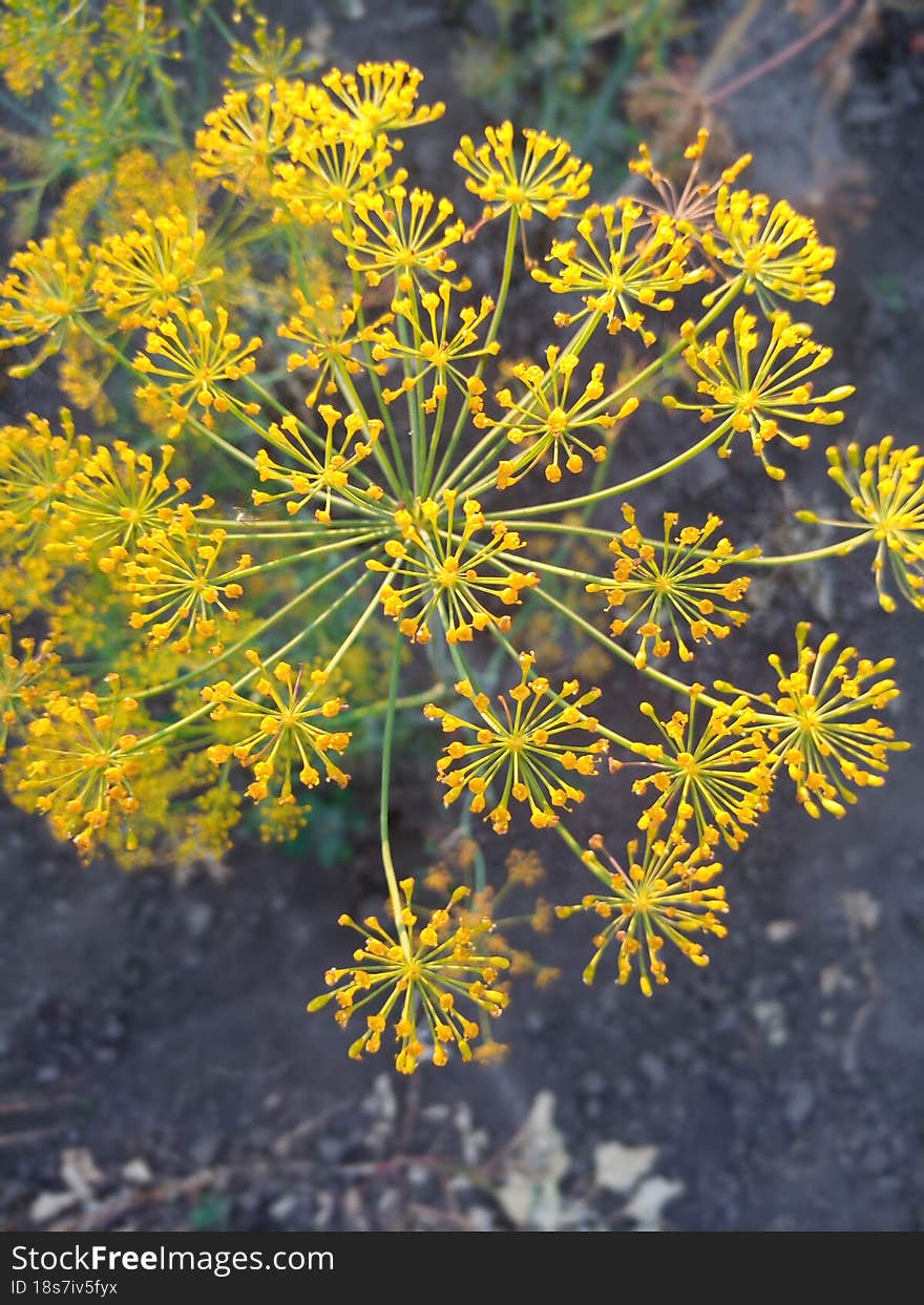 Fragrant fragrant spice dill grows in the garden food. Fragrant fragrant spice dill grows in the garden food