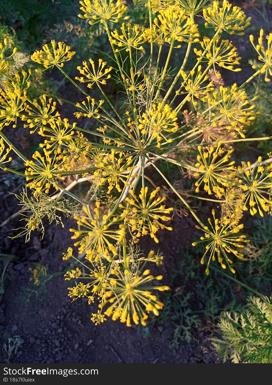 Dill planted in the garden