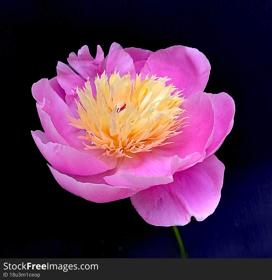 Rose and Yellow garden peony_Black background