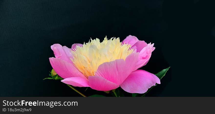 rose and yellow garden peony against black background