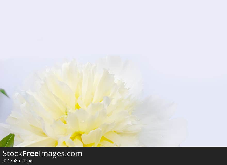 Soft Wihite background with a pale yellow peony flower