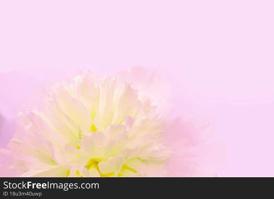 Soft Rose background with a peony flower