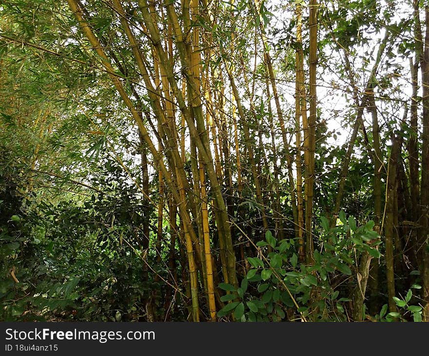 Bamboo is the fastest growing plant on this planet. It has been recorded growing at an amazing 47.6 inches in a 24 hour period. Ba