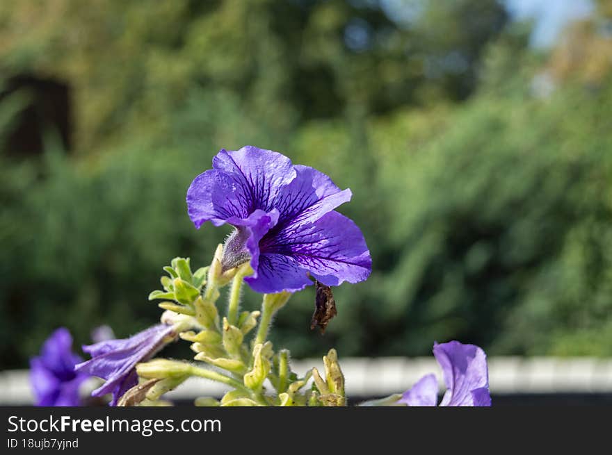 Lilac Flower On A Blurry Green Background