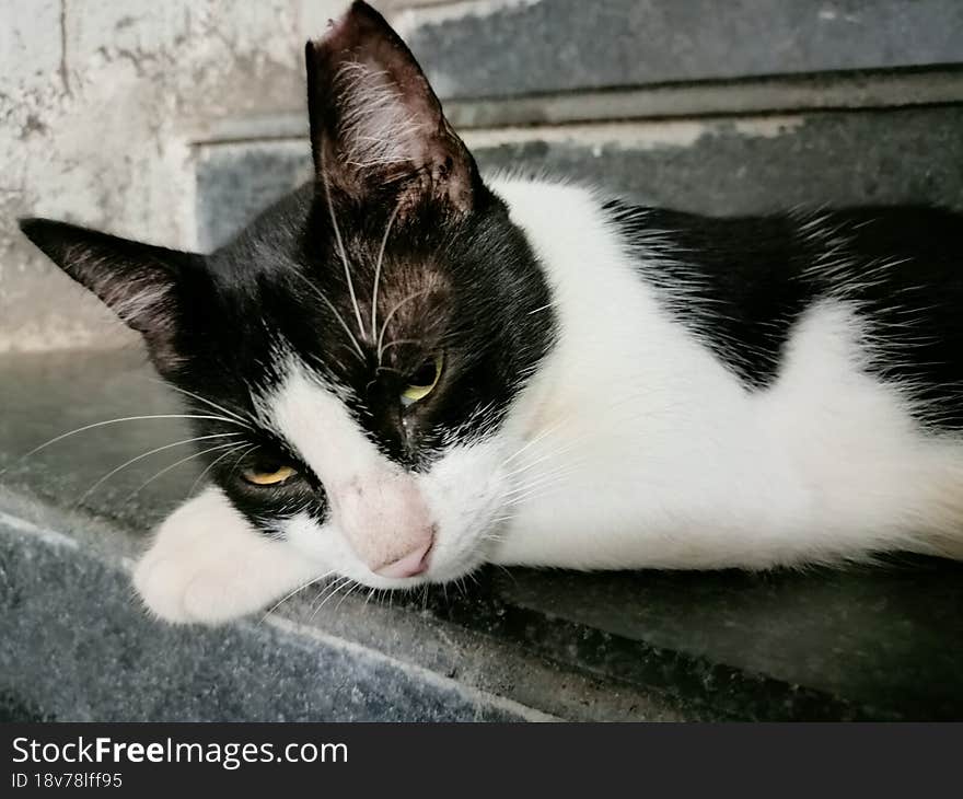 sleepy cat on stairs,multi coloured eye female cat looking innocent,cat,kitten,cute cat,little cat,feline,white-black coloured,dom