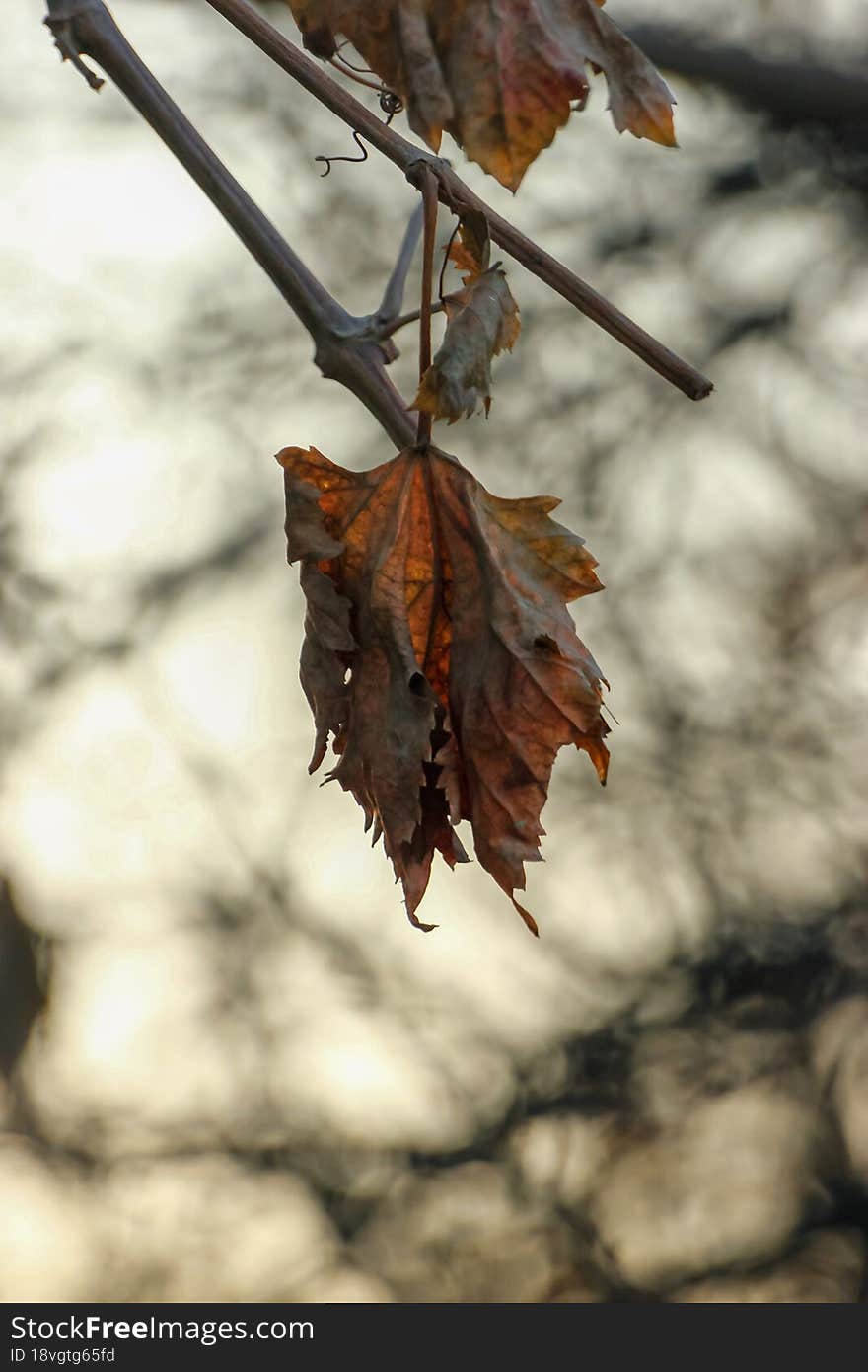 Red leaf rusty black background