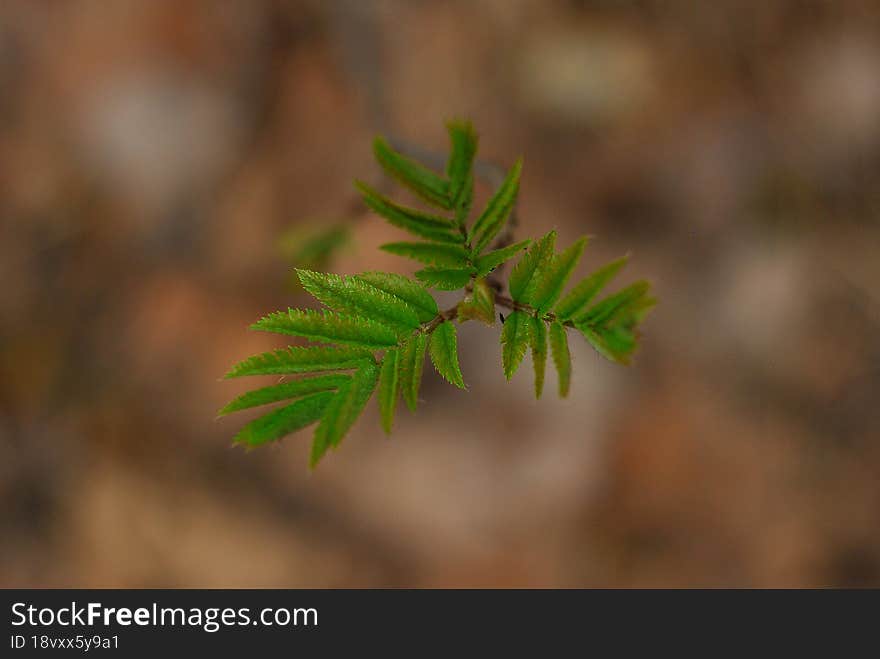 A blossoming tree branch on a blurry background.