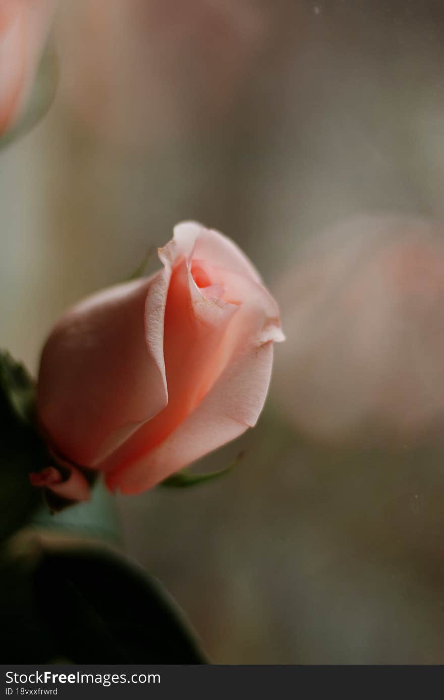 Rose by the window.