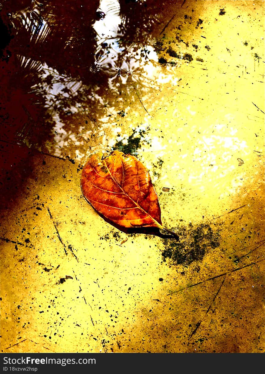 jack leaves on the water floor tree shadow beautifully colour editing image