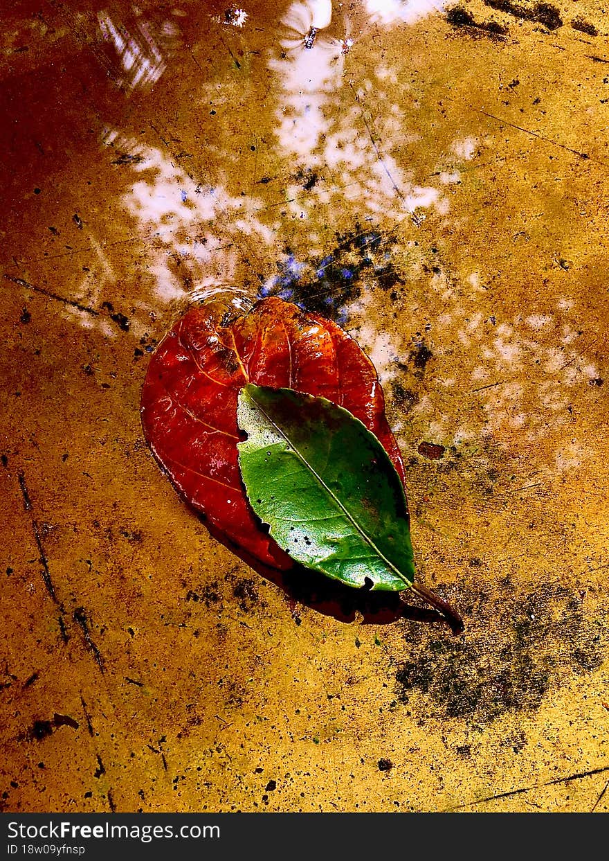 jack leaves and lemon leaves on the water floor