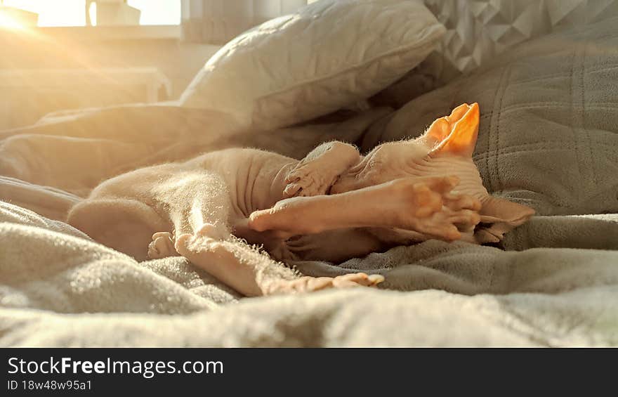 A hairless don sphynx cat lies on it back with paws up