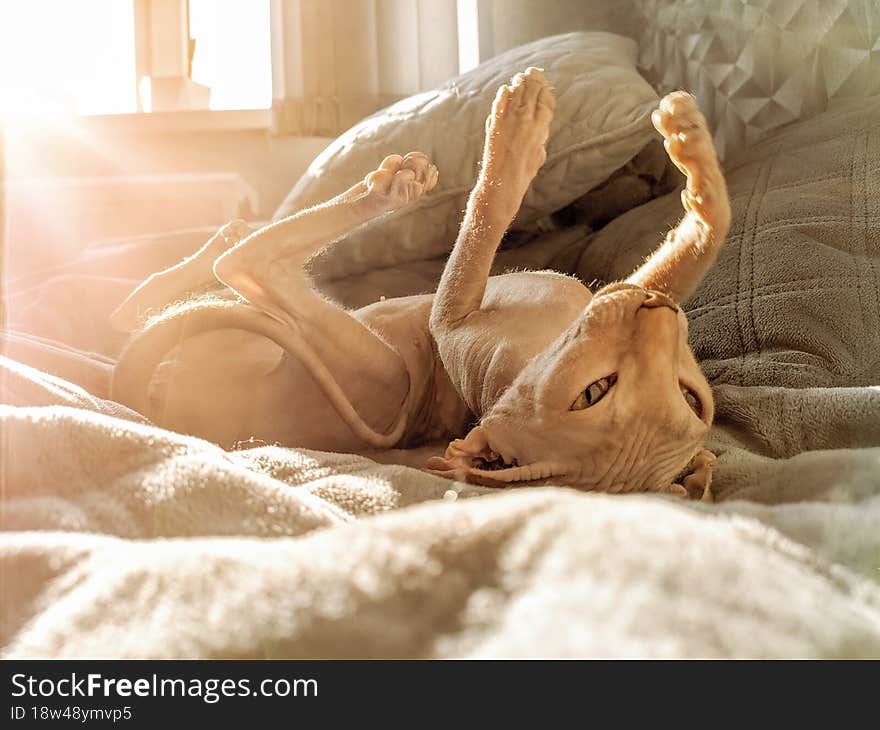 A Hairless Don Sphynx Cat Lies On It Back With Paws Up