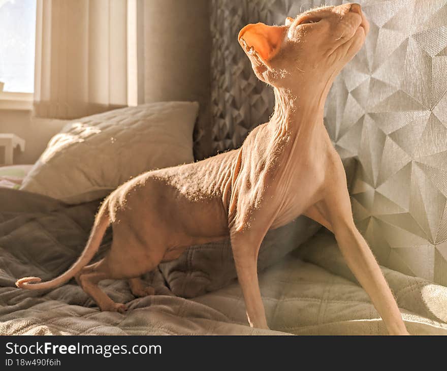 A hairless don sphynx cat on the bed