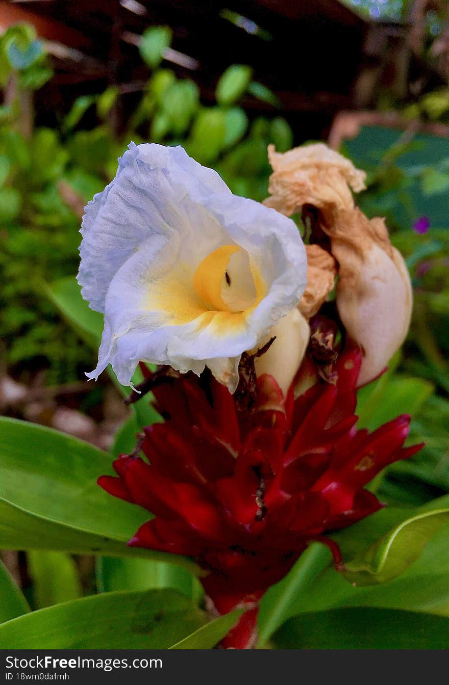 White flower dead flower background beautifully costus specious floral background look good