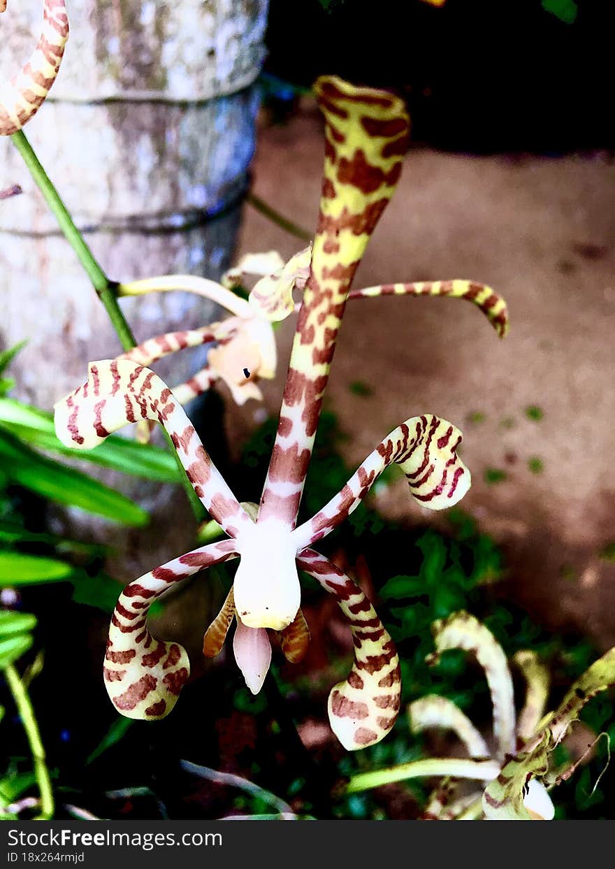 Ornamental Scorpion-shaped Flowers Beautiful