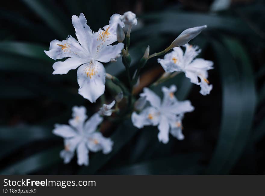 Flowers on the roadside,The beauty of everyday life