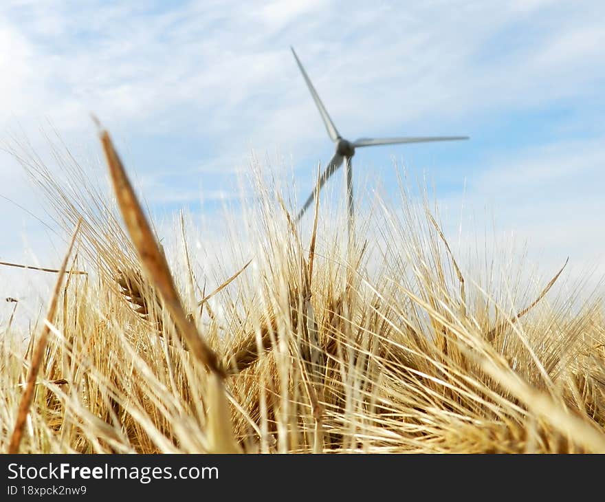 Cereals And A Wind Turbine In The Field. Nature And Industry Concept. Mixed Agricultural And Industrial Landscape Of French Hinter