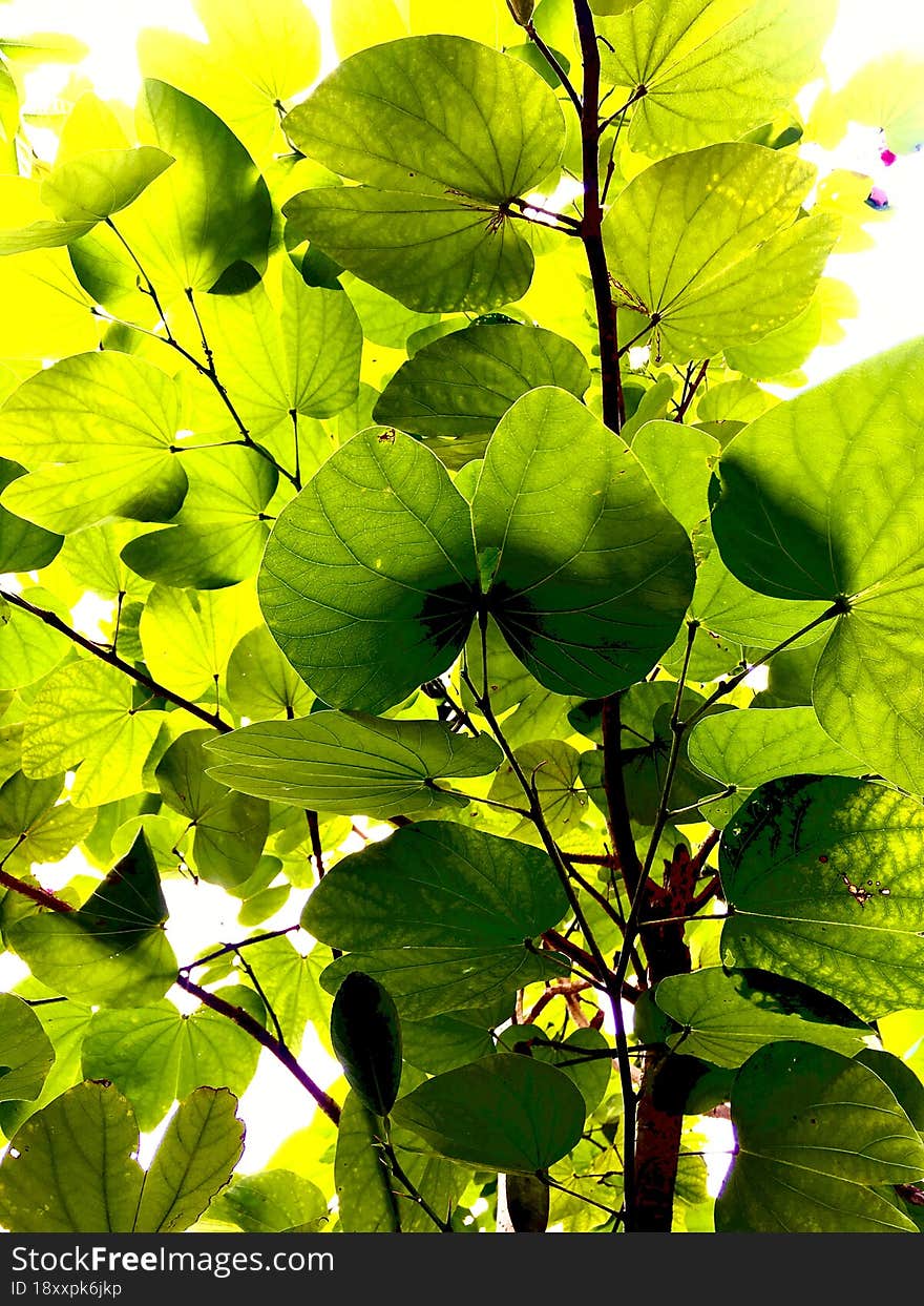 attractive green plant background view natural floral