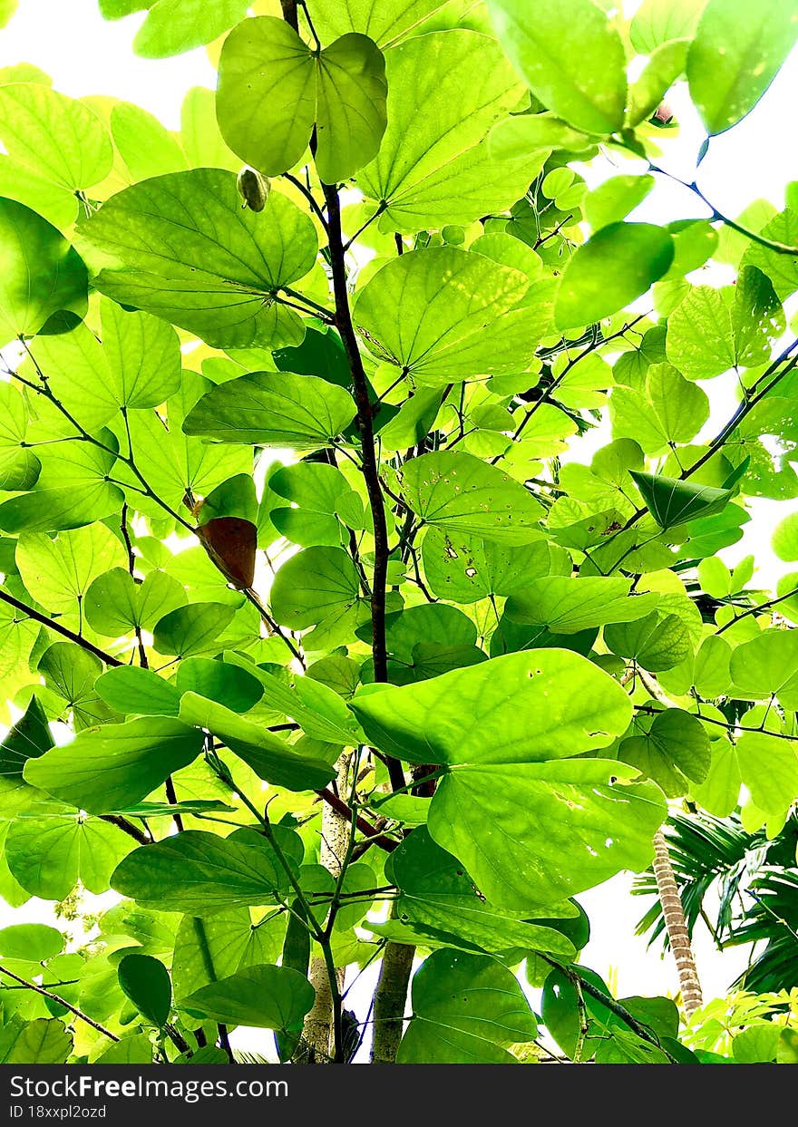 attractive green plant background view natural floral