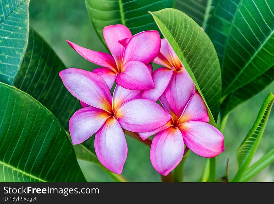 Beautiful pink frangipani known as plumeria in a full bloom close up. Nature tropical flowers background