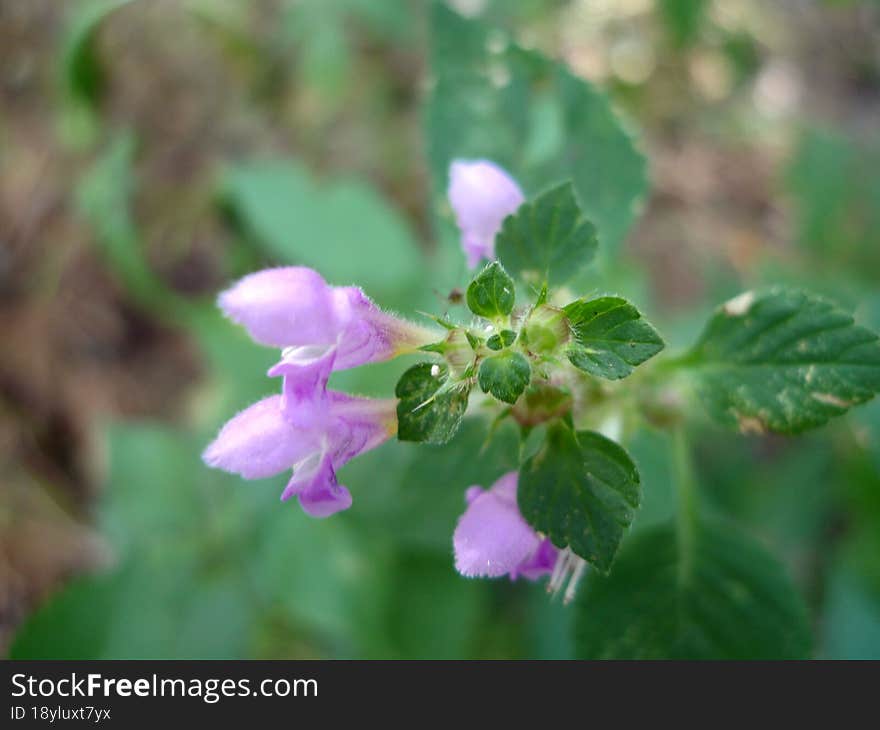 Purple Forest Flower In Macro Photography