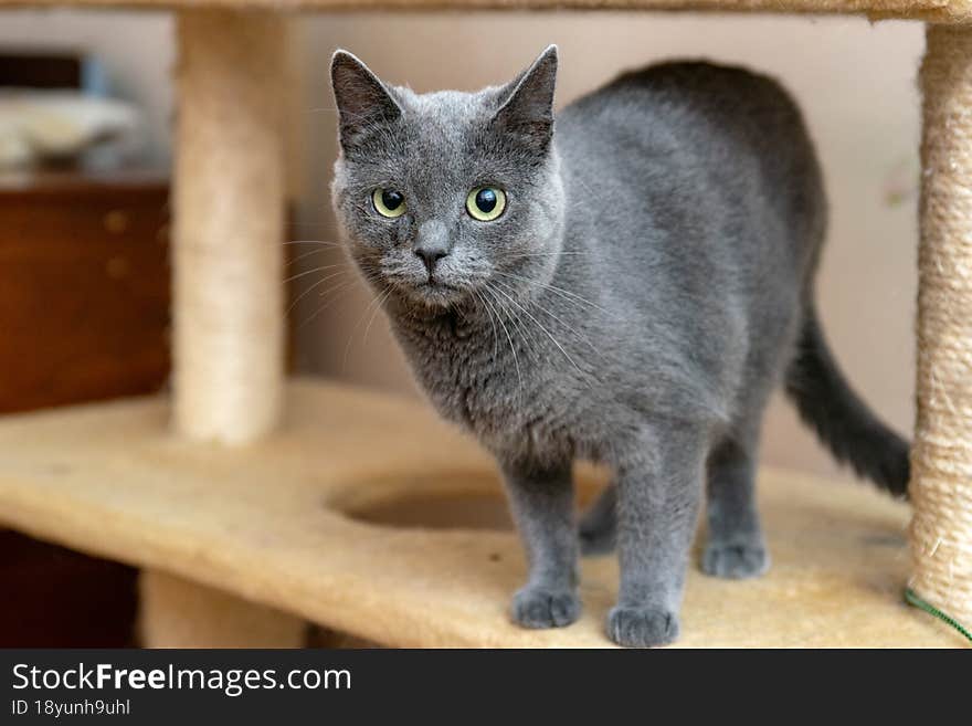 Gray cat with green eyes in an animal shelter