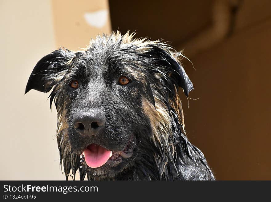 The German Shepherd personality is aloof but not usually aggressive. They& x27 re reserved dogs  they don& x27 t make friends immediately, but once they do, they& x27 re extremely loyal. With their family, they& x27 re easy-going and approachable, but when threatened, they can be strong and protective, making them excellent watchdogs