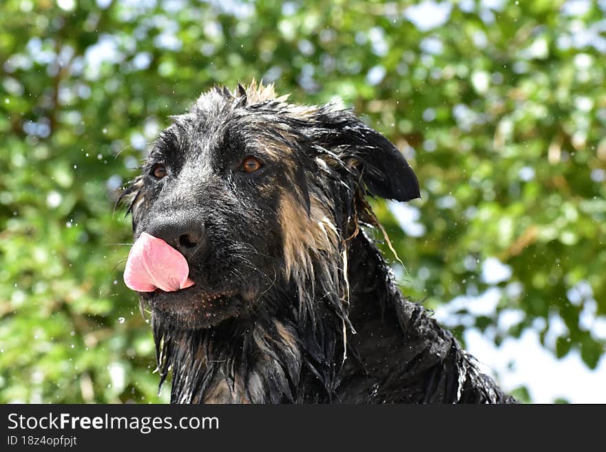 The German Shepherd personality is aloof but not usually aggressive. They& x27 re reserved dogs  they don& x27 t make friends immediately, but once they do, they& x27 re extremely loyal. With their family, they& x27 re easy-going and approachable, but when threatened, they can be strong and protective, making them excellent watchdogs