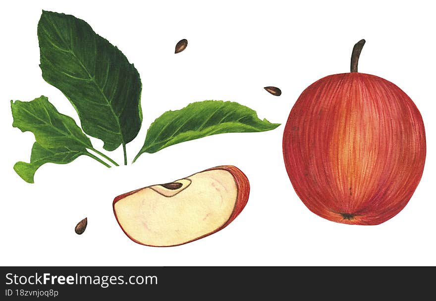 Watercolor red apple with green leaves and a slice, handmade. Watercolor illustration. The illustration can be used in the design