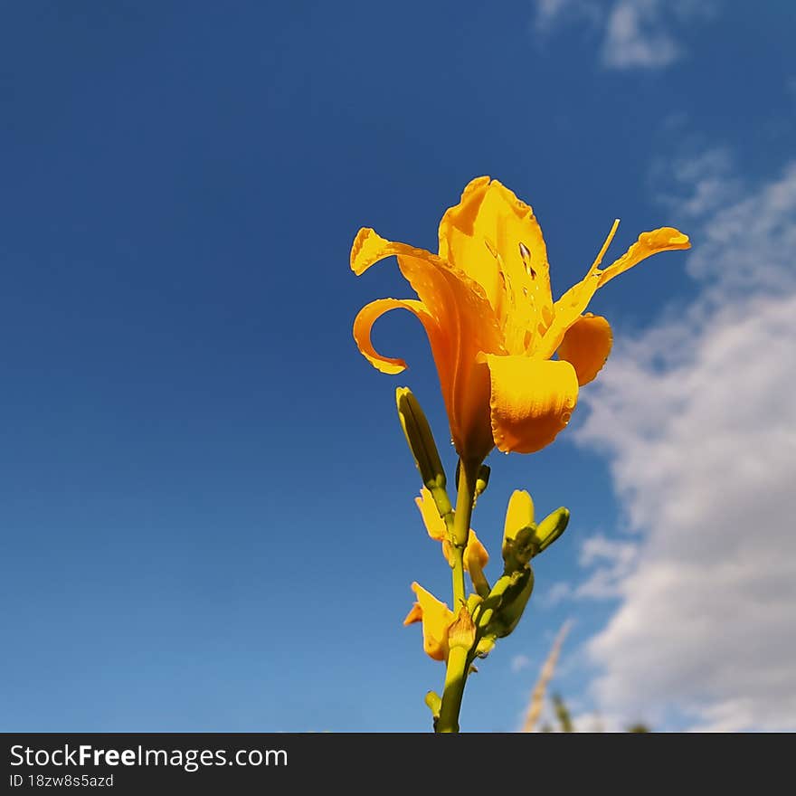 Yellow Flower Against The Sky