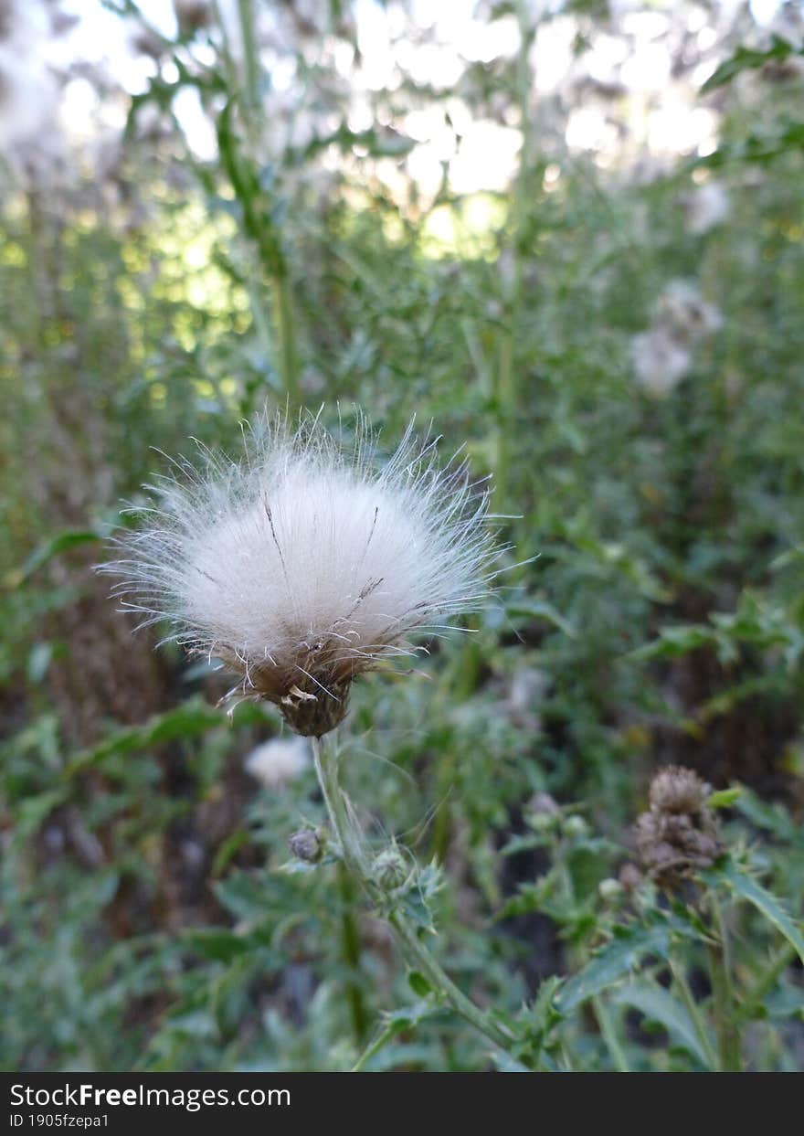 Beauty in a Thistle Patch, Cotton Seeds after Blossom & x28 free option& x29